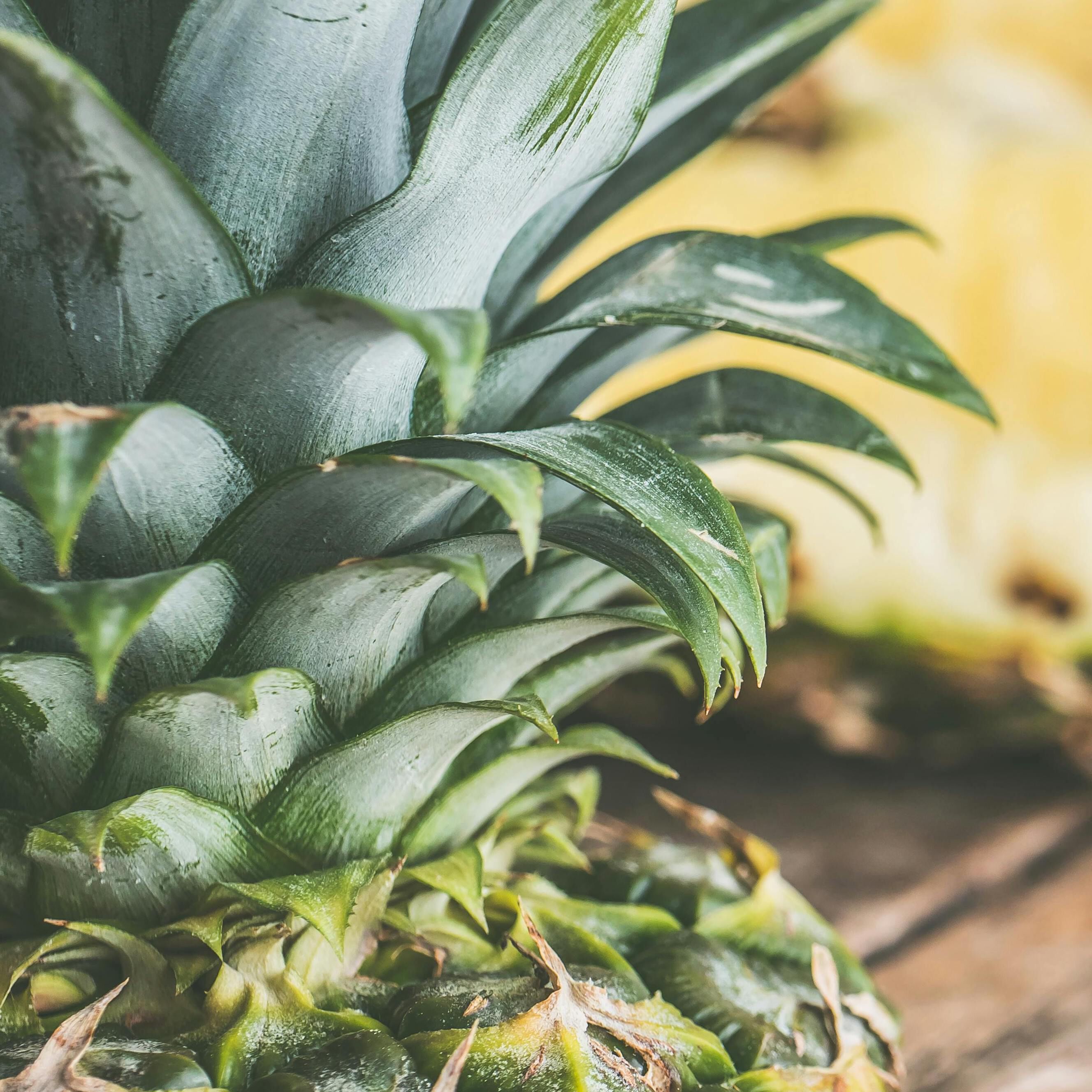<b>CAN DOGS EAT PINEAPPLE?</b><br><br>Uncover the sweet benefits of pineapples and essential dos and don'ts for feeding them to your dog&hellip;</br>